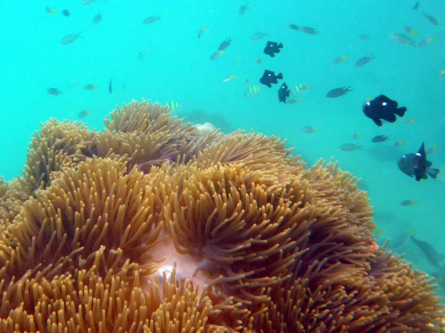 Seeanemonen im vorgelagerten Korallenriff.